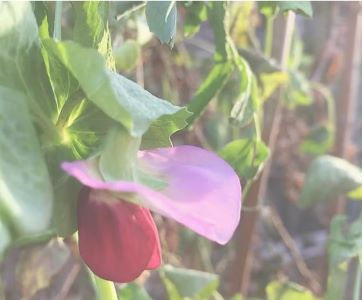 Gråärt Oskalad/natur, rensad